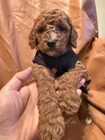 Moon , a female Cockapoo and Poodle - Miniature  for sale in Rosenberg, TX – Photo 6 of 7