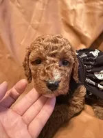 Moon , a female Cockapoo and Poodle - Miniature  for sale in Rosenberg, TX – Photo 2 of 7