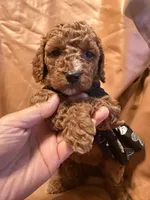 Moon , a female Cockapoo and Poodle - Miniature  for sale in Rosenberg, TX – Photo 1 of 7