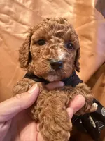 Moon , a female Cockapoo and Poodle - Miniature  for sale in Rosenberg, TX – Photo 5 of 7