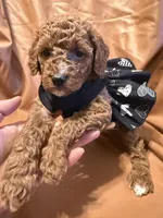 Moon , a female Cockapoo and Poodle - Miniature  for sale in Rosenberg, TX – Photo 4 of 7
