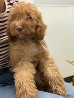        Archie, a male Cockapoo and Poodle - Miniature  for sale in Rosenberg, TX – 4 of 9
