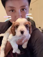 AKC Max, a male Cavalier King Charles Spaniel for sale in Rosenberg, TX – 2 of 9