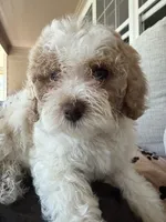 coco, a female Bichon Frise and Cockapoo for sale in Rosenberg, TX – 3 of 9