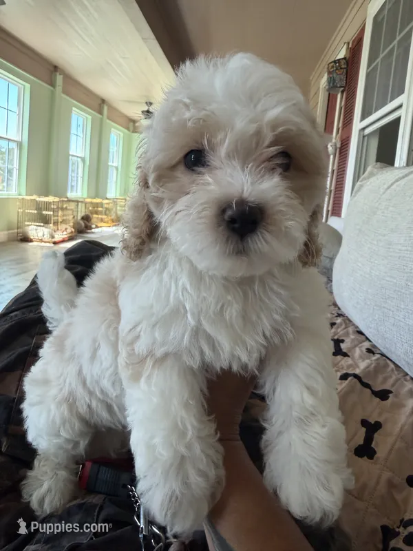 bear – Bichon Frise, Cockapoo puppy for sale in Rosenberg, TX