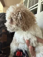     Brownie, a male Bichon Frise and Cockapoo for sale in Rosenberg, TX – 5 of 8