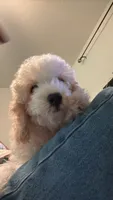     Teddy, a male Bichon Frise and Cockapoo for sale in Rosenberg, TX – 10 of 10