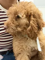        Archie, a male Cockapoo and Poodle - Miniature  for sale in Rosenberg, TX – 2 of 9