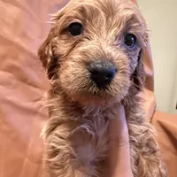 Buddy, a male Cavapoo for sale in Rosenberg, TX – Photo 7 of 8