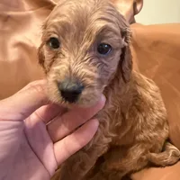 Buddy, a male Cavapoo for sale in Rosenberg, TX – Photo 1 of 8