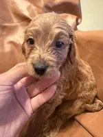 Buddy, a male Cavapoo for sale in Rosenberg, TX – Photo 1 of 8