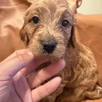 Buddy, a male Cavapoo for sale in Rosenberg, TX – Photo 5 of 8