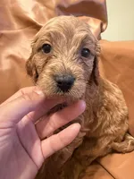 Buddy, a male Cavapoo for sale in Rosenberg, TX – Photo 5 of 8