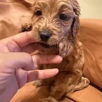 Buddy, a male Cavapoo for sale in Rosenberg, TX – Photo 2 of 8