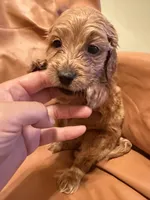 Buddy, a male Cavapoo for sale in Rosenberg, TX – Photo 2 of 8