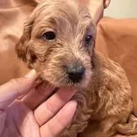 Buddy, a male Cavapoo for sale in Rosenberg, TX – Photo 6 of 8