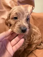 Buddy, a male Cavapoo for sale in Rosenberg, TX – Photo 6 of 8