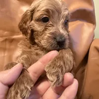 Buddy, a male Cavapoo for sale in Rosenberg, TX – Photo 4 of 8