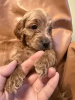 Buddy, a male Cavapoo for sale in Rosenberg, TX – Photo 4 of 8