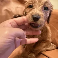 Buddy, a male Cavapoo for sale in Rosenberg, TX – Photo 3 of 8