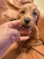 Buddy, a male Cavapoo for sale in Rosenberg, TX – Photo 3 of 8