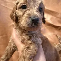 Buddy, a male Cavapoo for sale in Rosenberg, TX – Photo 8 of 8