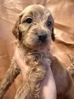 Buddy, a male Cavapoo for sale in Rosenberg, TX – Photo 8 of 8