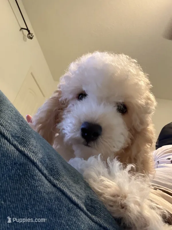     Teddy – Bichon Frise, Cockapoo puppy for sale in Rosenberg, TX