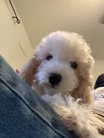     Teddy, a male Bichon Frise and Cockapoo for sale in Rosenberg, TX – 1 of 10