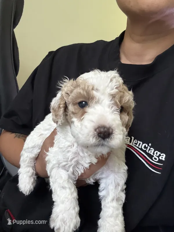 milo – Bichon Frise, Cockapoo puppy for sale in Rosenberg, TX