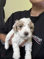 milo, a male Bichon Frise and Cockapoo for sale in Rosenberg, TX – 1 of 7