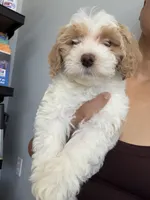 coco, a female Bichon Frise and Cockapoo for sale in Rosenberg, TX – 2 of 7