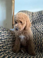 qiqi, a male Cockapoo and Poodle - Miniature  for sale in Rosenberg, TX – 3 of 9