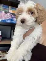 coco, a female Bichon Frise and Cockapoo for sale in Rosenberg, TX – 4 of 7