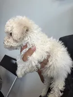 candy, a female Bichon Frise and Poodle - Toy  for sale in Rosenberg, TX – 2 of 7