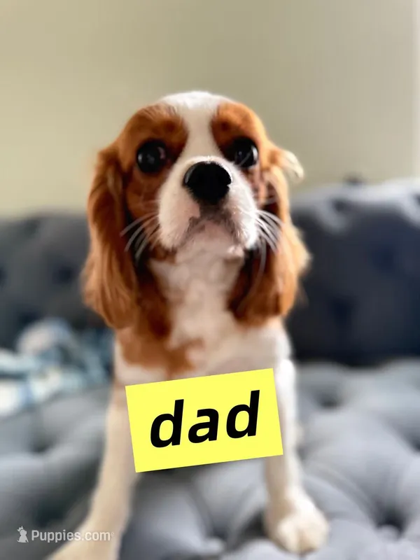 AKC Buddy – Cavalier King Charles Spaniel puppy for sale in Rosenberg, TX