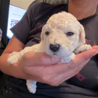     Teddy, a male Bichon Frise and Poodle - Toy  for sale in Rosenberg, TX – 3 of 3