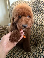 Peanut, a male Cockapoo and Poodle - Miniature  for sale in Rosenberg, TX – 7 of 10