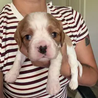 AKC Max, a male Cavalier King Charles Spaniel for sale in Rosenberg, TX – 2 of 7