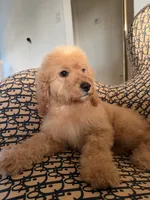     Daisy, a female Cockapoo and Poodle - Miniature  for sale in Rosenberg, TX – 2 of 9