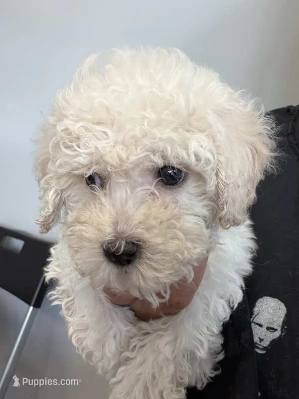 candy – Bichon Frise, Poodle - Toy  puppy for sale in Rosenberg, TX