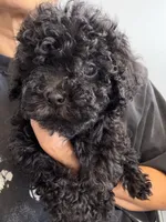 oreo, a male Bichon Frise and Poodle - Toy  for sale in Rosenberg, TX – 5 of 7