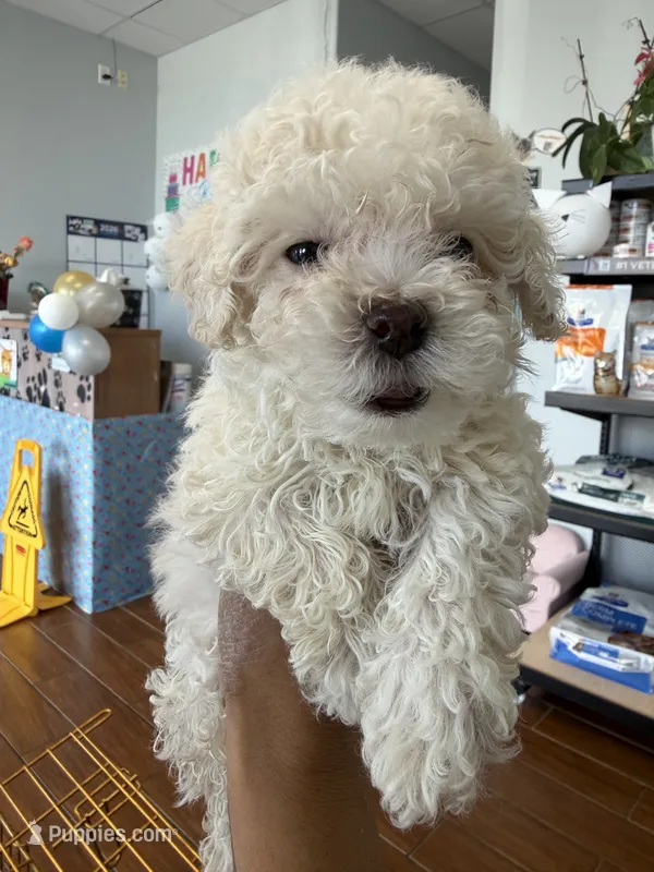     Teddy – Bichon Frise, Poodle - Toy  puppy for sale in Rosenberg, TX