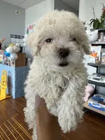     Teddy, a male Bichon Frise and Poodle - Toy  for sale in Rosenberg, TX – 1 of 6