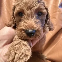 Bobo, a male Cockapoo and Poodle - Miniature  for sale in Rosenberg, TX – Photo 8 of 9