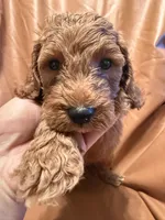 Bobo, a male Cockapoo and Poodle - Miniature  for sale in Rosenberg, TX – Photo 8 of 9