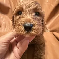 Bobo, a male Cockapoo and Poodle - Miniature  for sale in Rosenberg, TX – Photo 1 of 9