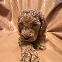 Bobo, a male Cockapoo and Poodle - Miniature  for sale in Rosenberg, TX – Photo 7 of 9