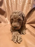 Bobo, a male Cockapoo and Poodle - Miniature  for sale in Rosenberg, TX – Photo 7 of 9