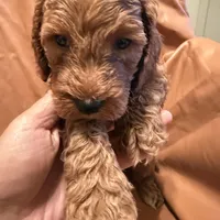 Bobo, a male Cockapoo and Poodle - Miniature  for sale in Rosenberg, TX – Photo 6 of 9